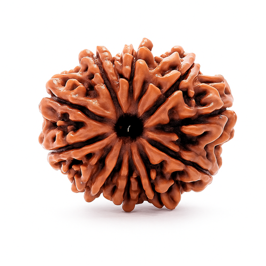 10 Mukhi Rudraksha Certified (Nepal)