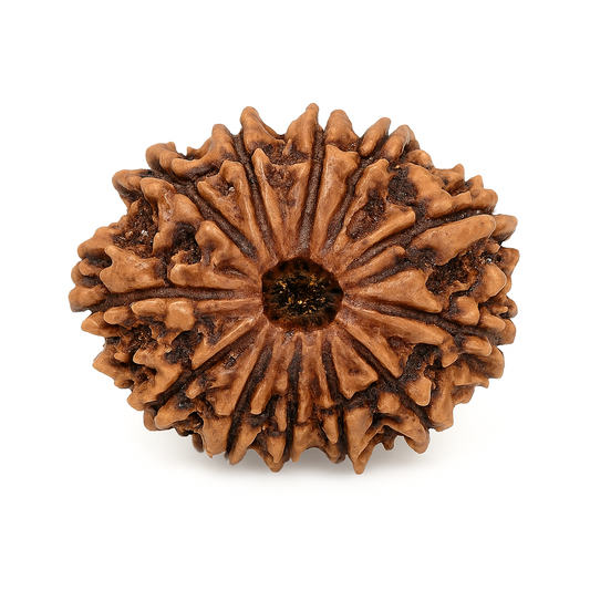 12 Mukhi Rudraksha Original Certified (Nepal)