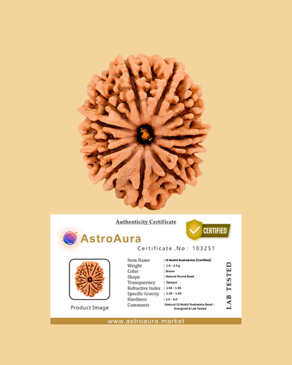13 Mukhi Rudraksha Nepali Lab Certified
