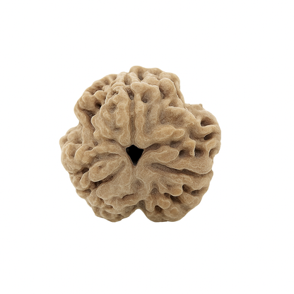 3 Mukhi Rudraksha Lab Certified (Nepal)