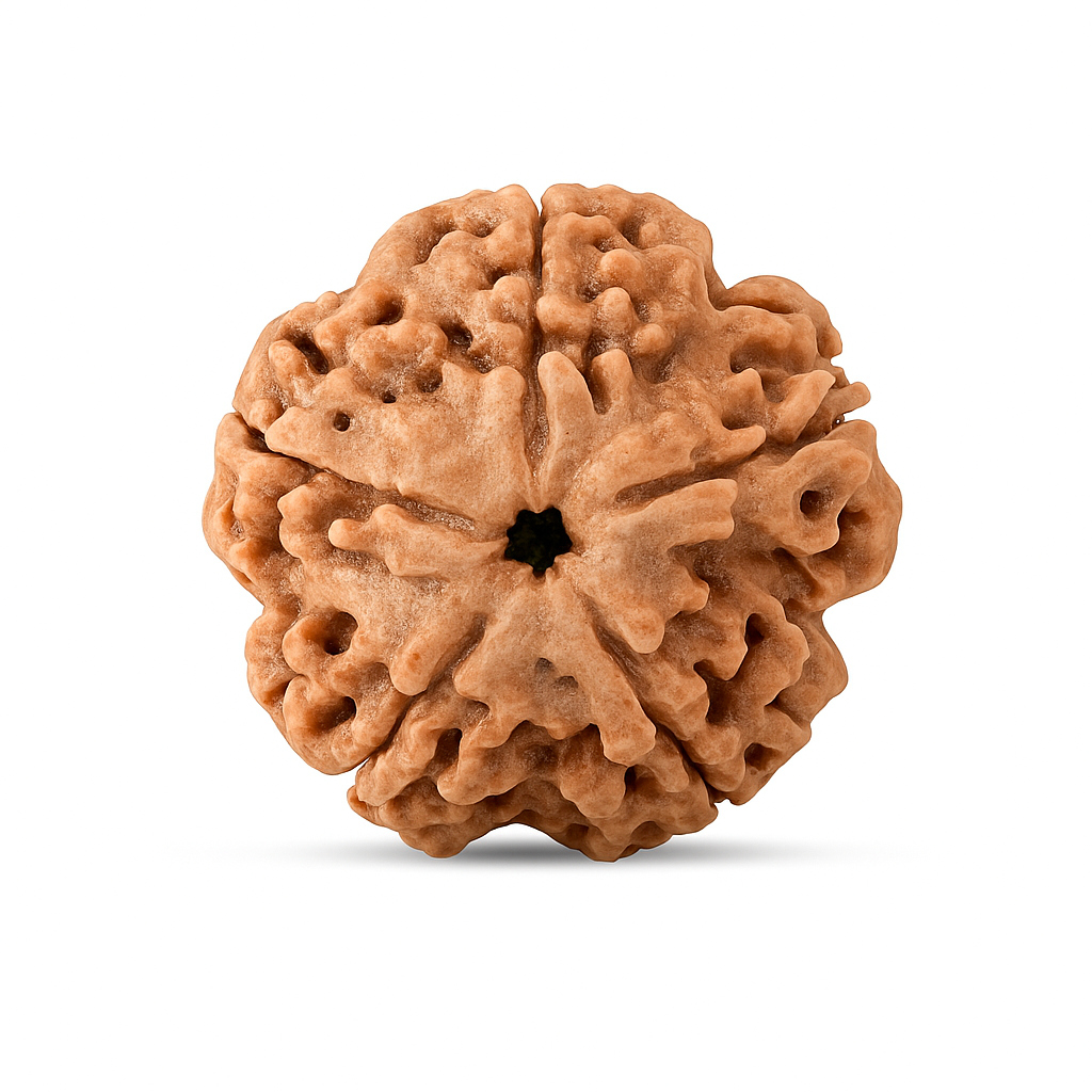 5 Mukhi Rudraksha Original Certified (Nepal)