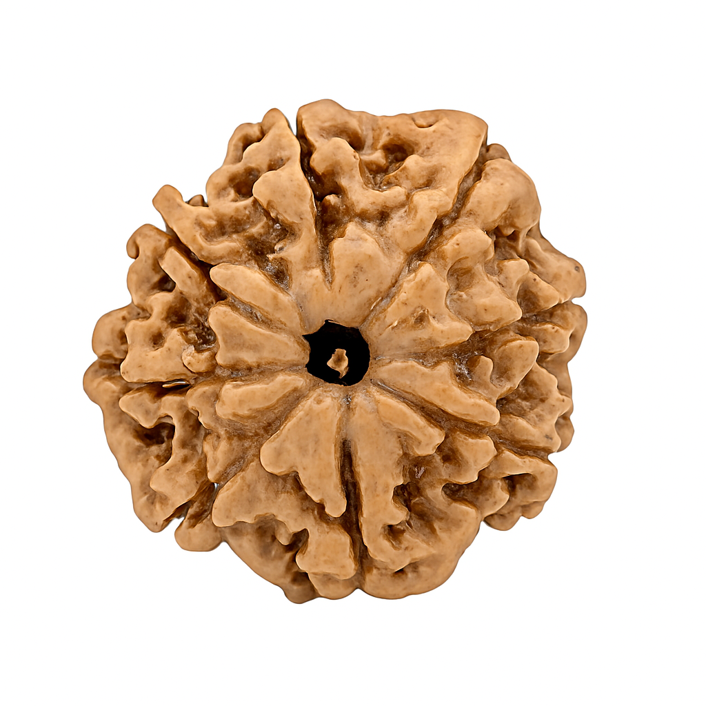 8 Mukhi Rudraksha Original Certified (Nepal)