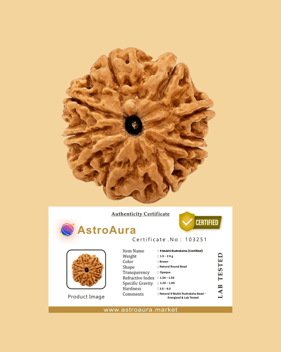 9 Mukhi Rudraksha Original Certified (Nepal)