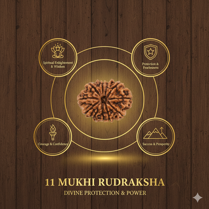 11 Mukhi Rudraksha Nepali Lab Certified