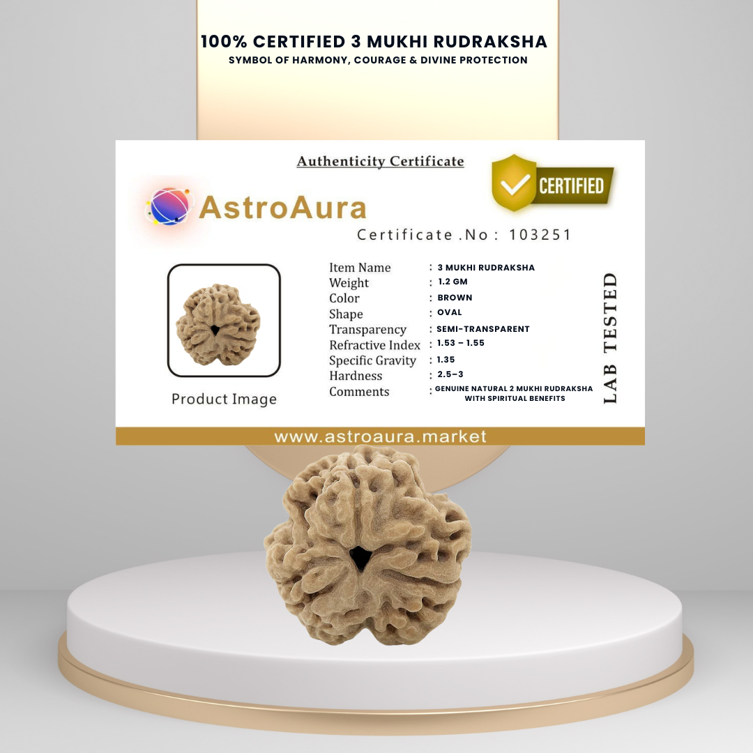3 Mukhi Rudraksha Lab Certified (Nepal)